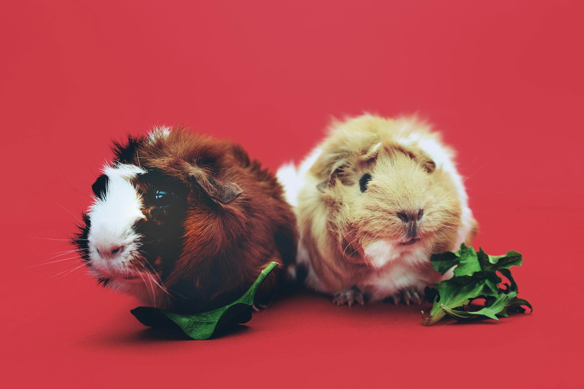 Specialist Vets in Baltimore