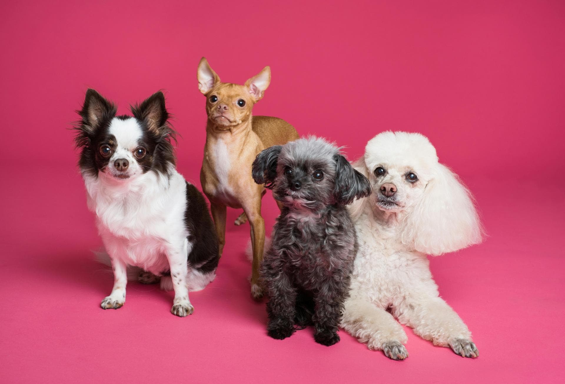 Dog & Cat Vets in Baltimore